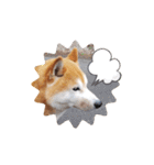 柴犬 ポンチのスタンプ（個別スタンプ：21）
