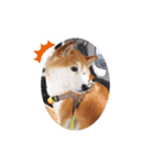 柴犬 ポンチのスタンプ（個別スタンプ：22）