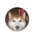 柴犬 ポンチのスタンプ（個別スタンプ：23）
