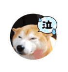 柴犬 ポンチのスタンプ（個別スタンプ：25）
