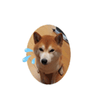 柴犬 ポンチのスタンプ（個別スタンプ：26）