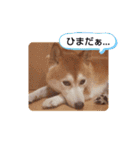 柴犬 ポンチのスタンプ（個別スタンプ：28）