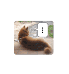 柴犬 ポンチのスタンプ（個別スタンプ：29）