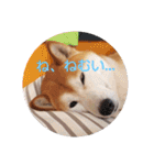 柴犬 ポンチのスタンプ（個別スタンプ：30）
