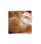 柴犬 ポンチのスタンプ（個別スタンプ：32）