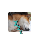 柴犬 ポンチのスタンプ（個別スタンプ：33）