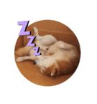 柴犬 ポンチのスタンプ（個別スタンプ：34）