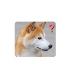 柴犬 ポンチのスタンプ（個別スタンプ：36）