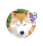 柴犬 ポンチのスタンプ（個別スタンプ：37）