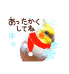 オカメインコ(*´ω｀*)冬Ver.（個別スタンプ：8）