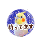 オカメインコ(*´ω｀*)冬Ver.（個別スタンプ：20）