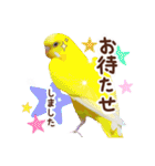 オカメインコ(*´ω｀*)冬Ver.（個別スタンプ：23）