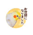 オカメインコ(*´ω｀*)冬Ver.（個別スタンプ：25）