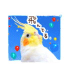 オカメインコ(*´ω｀*)冬Ver.（個別スタンプ：32）