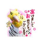 オカメインコ(*´ω｀*)冬Ver.（個別スタンプ：39）