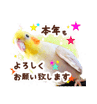 オカメインコ(*´ω｀*)冬Ver.（個別スタンプ：40）