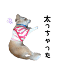 チワワのぴろちゃん ⑤（個別スタンプ：9）