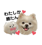 ゆるポメわたちゃん♡（個別スタンプ：2）