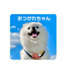ゆるポメわたちゃん♡（個別スタンプ：13）