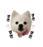 ゆるポメわたちゃん♡（個別スタンプ：16）