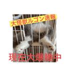 子猫のルルちゃん速報（個別スタンプ：1）