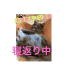 子猫のルルちゃん速報（個別スタンプ：2）