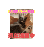 子猫のルルちゃん速報（個別スタンプ：3）