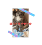 子猫のルルちゃん速報（個別スタンプ：4）