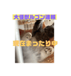 子猫のルルちゃん速報（個別スタンプ：5）
