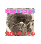 子猫のルルちゃん速報（個別スタンプ：6）