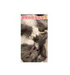 子猫のルルちゃん速報（個別スタンプ：7）