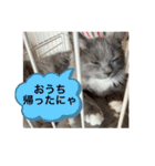 子猫のルルちゃん速報（個別スタンプ：8）