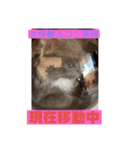 子猫のルルちゃん速報（個別スタンプ：9）