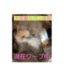 子猫のルルちゃん速報（個別スタンプ：10）