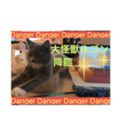 子猫のルルちゃん速報（個別スタンプ：17）