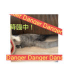 子猫のルルちゃん速報（個別スタンプ：19）