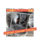 子猫のルルちゃん速報（個別スタンプ：22）