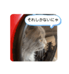子猫のルルちゃん速報（個別スタンプ：25）
