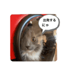 子猫のルルちゃん速報（個別スタンプ：26）