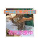 子猫のルルちゃん速報（個別スタンプ：27）