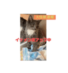 子猫のルルちゃん速報（個別スタンプ：28）