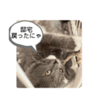 子猫のルルちゃん速報（個別スタンプ：29）