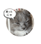 子猫のルルちゃん速報（個別スタンプ：30）