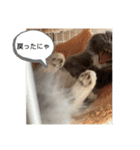 子猫のルルちゃん速報（個別スタンプ：31）