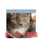子猫のルルちゃん速報（個別スタンプ：33）