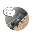 子猫のルルちゃん速報（個別スタンプ：34）