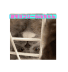 子猫のルルちゃん速報（個別スタンプ：35）
