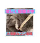 子猫のルルちゃん速報（個別スタンプ：37）