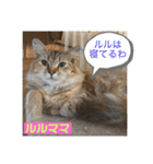 子猫のルルちゃん速報（個別スタンプ：38）