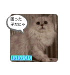 子猫のルルちゃん速報（個別スタンプ：39）